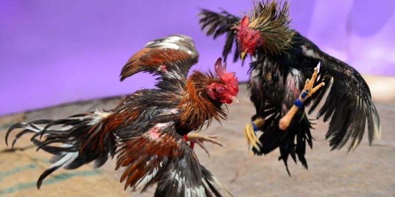 s6s666 KM Game Bài 3d