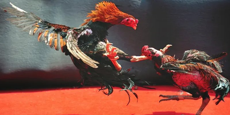 s6s666 bắn cá h5 chơi ngay