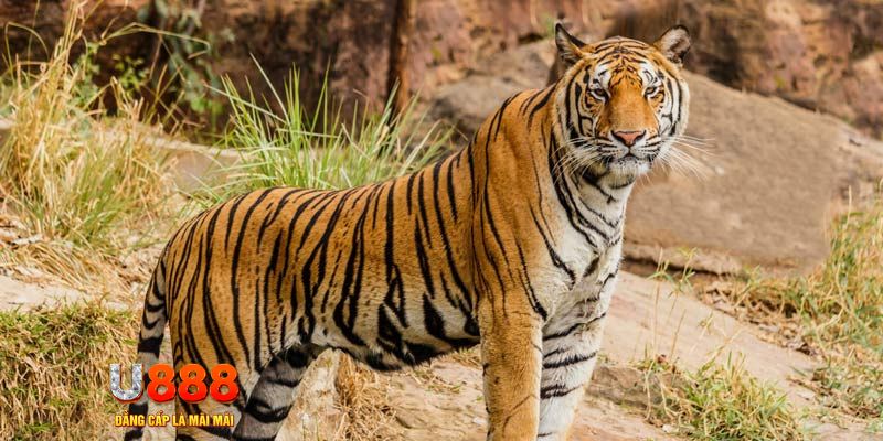 s6s666 game nổ hủ máy bay