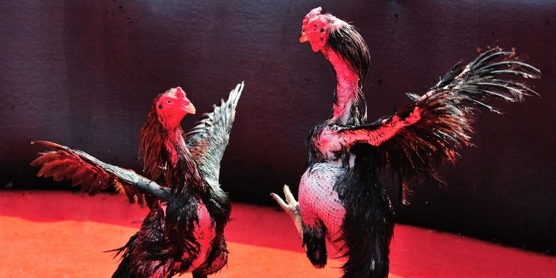 s6s666 thị trường baccarat là gì