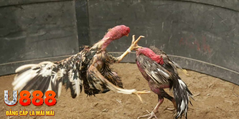 s6s666 đăng nhập tiến lên miền nam số 1